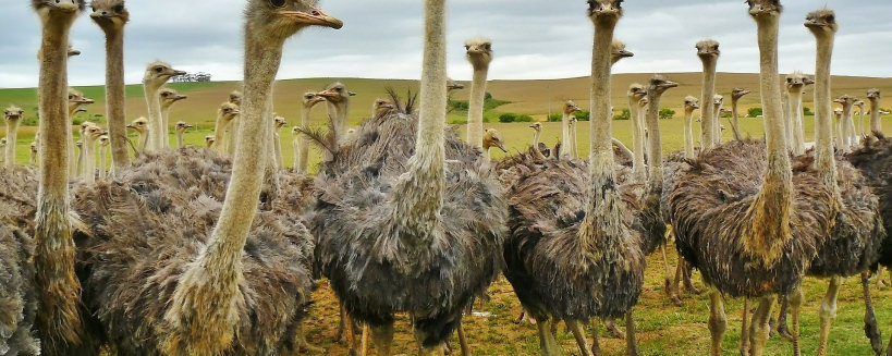 location cabanes arbres